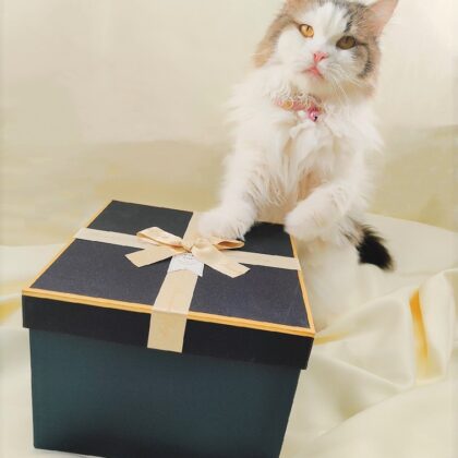 shades of blue mystery box